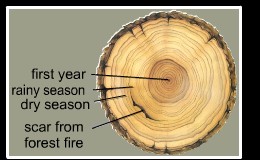 Tree Ring Structure